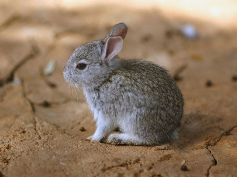 Brachylagus idahoensis