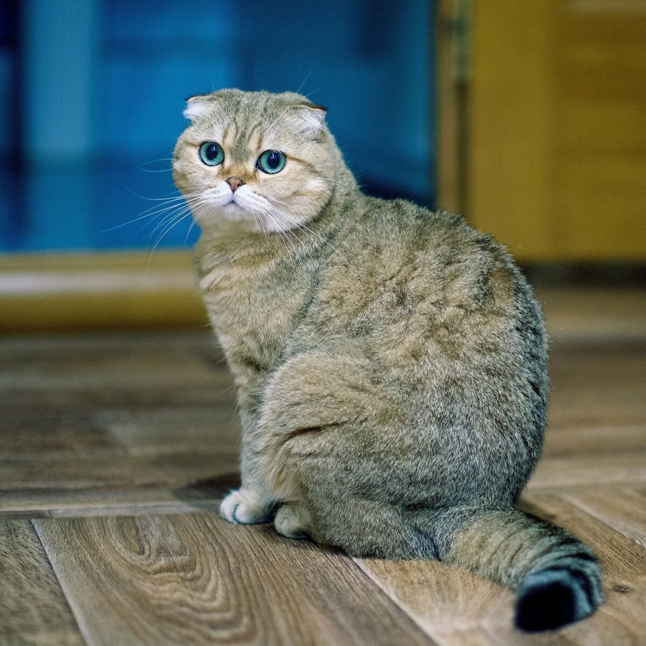 Котята без ушей