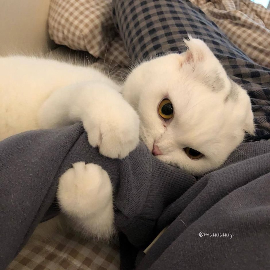 Милые коты в шапочках