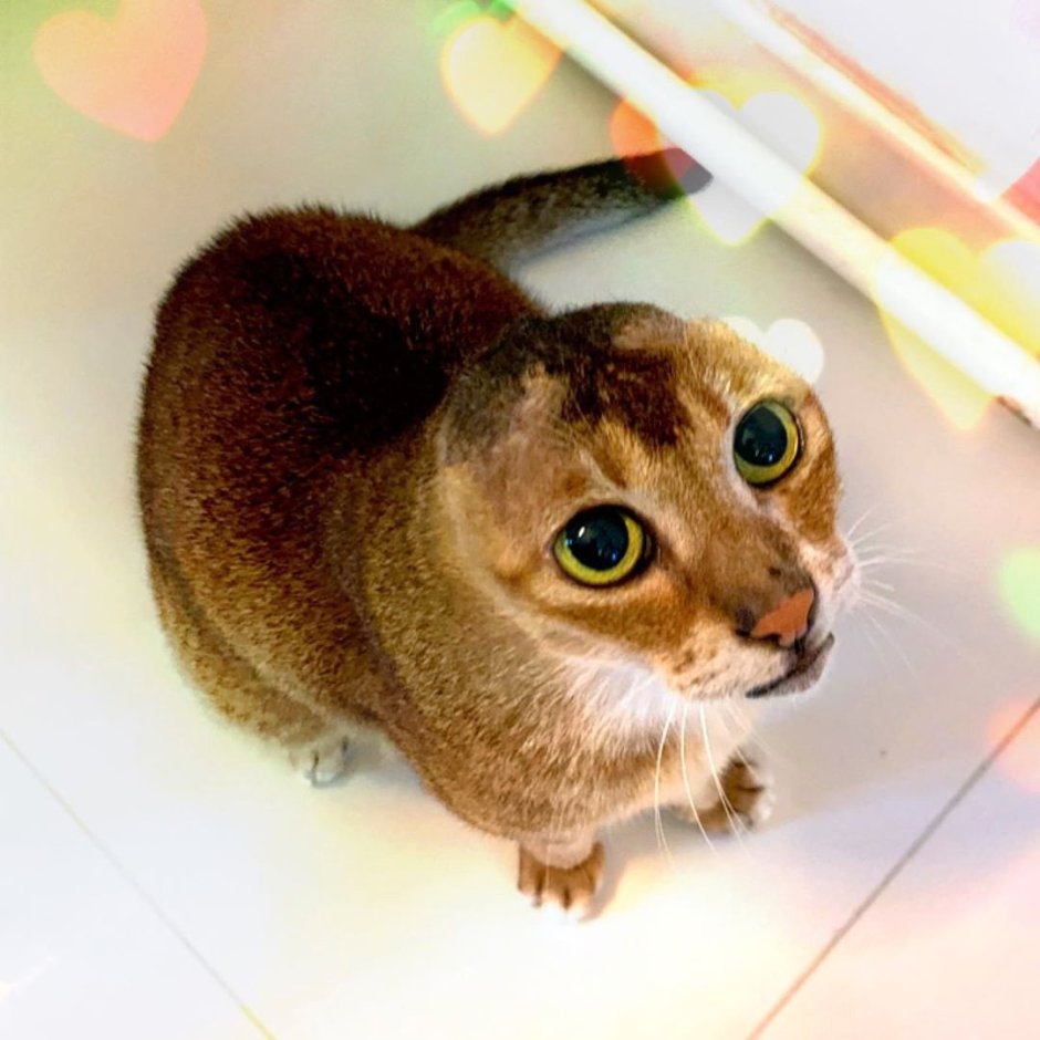 Кот картошка без ушей Инстаграм