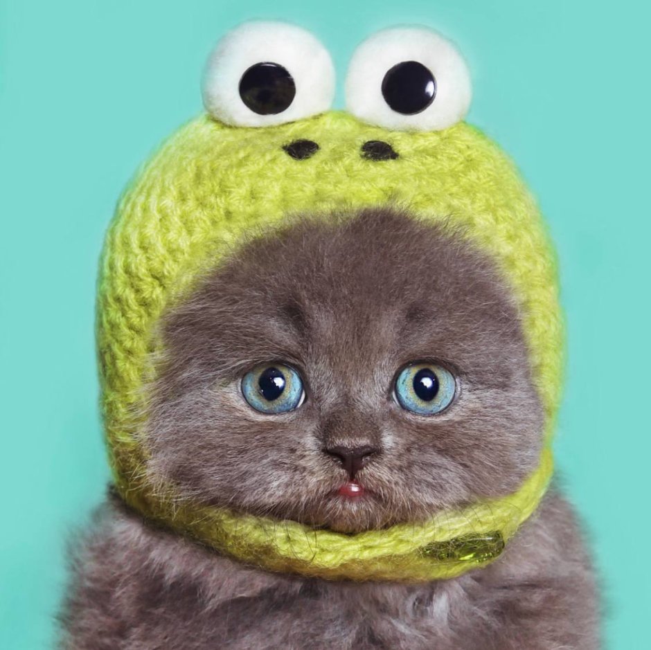 Эстетика кошек