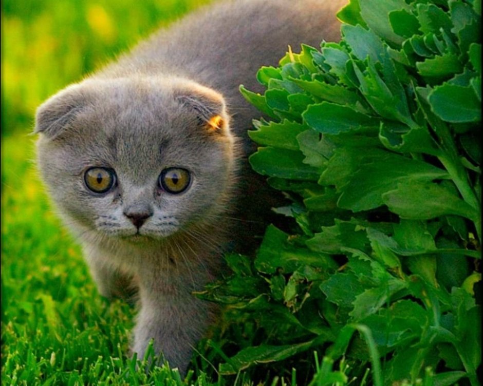 Шотландский вислоухий кот серый