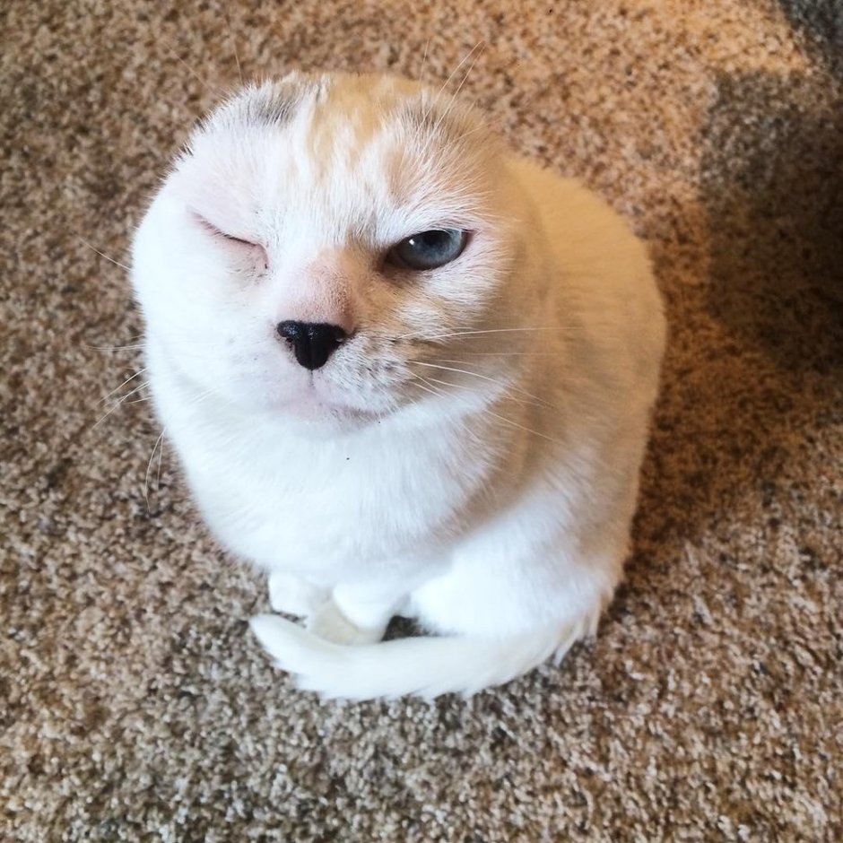 Британский вислоухий кот