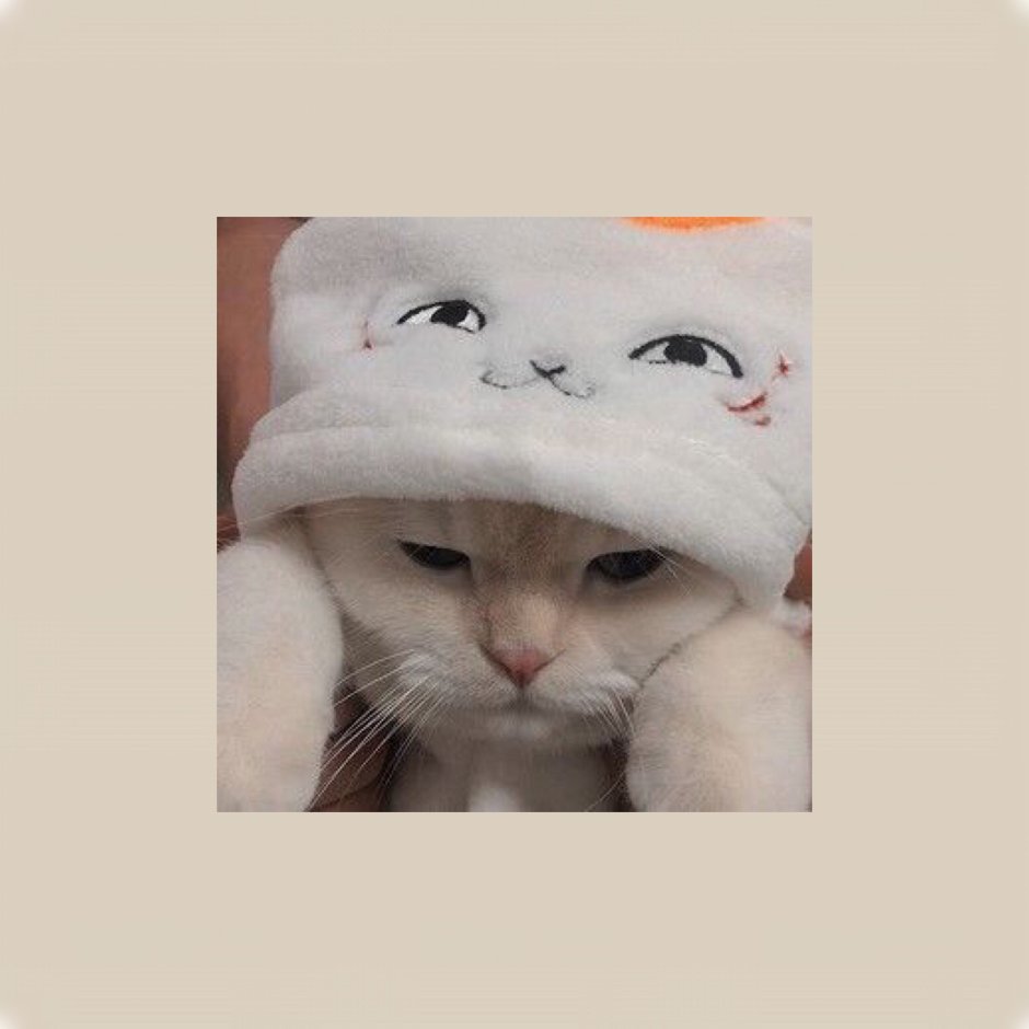 Милые котики в шапочках