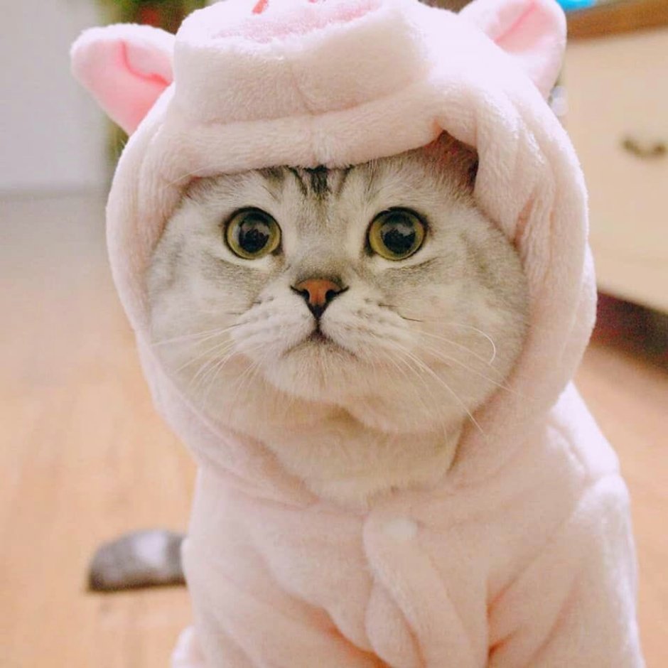 Милые кошки Эстетика