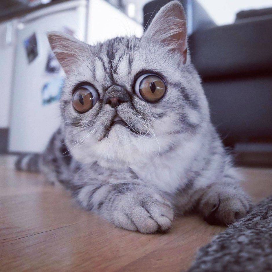 Модные котики
