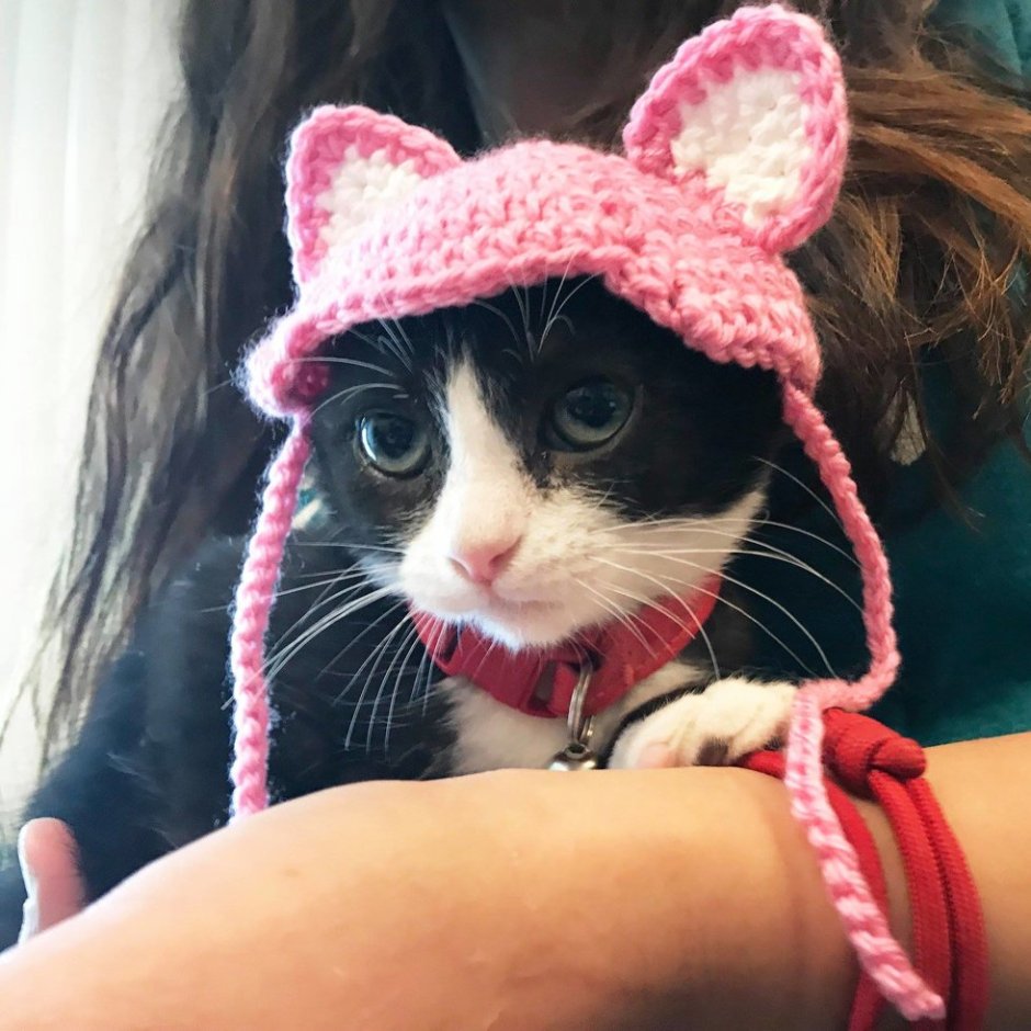 Котики из пинтереста
