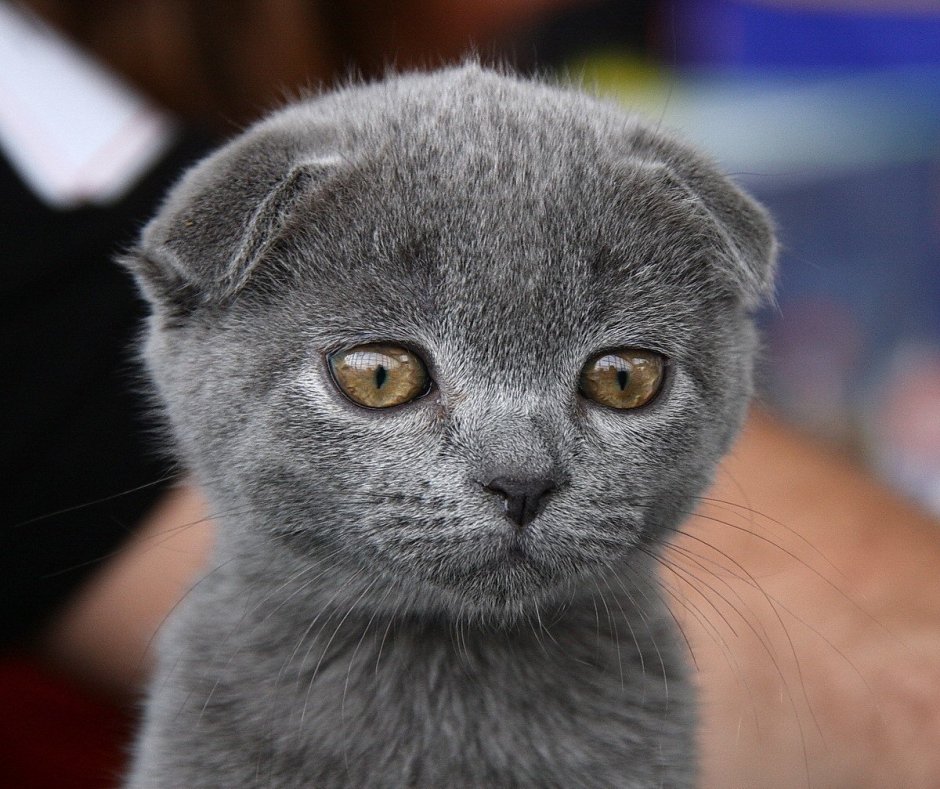 Британская вислоухая кошка