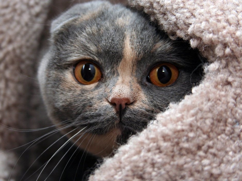 Кошка скоттиш фолд