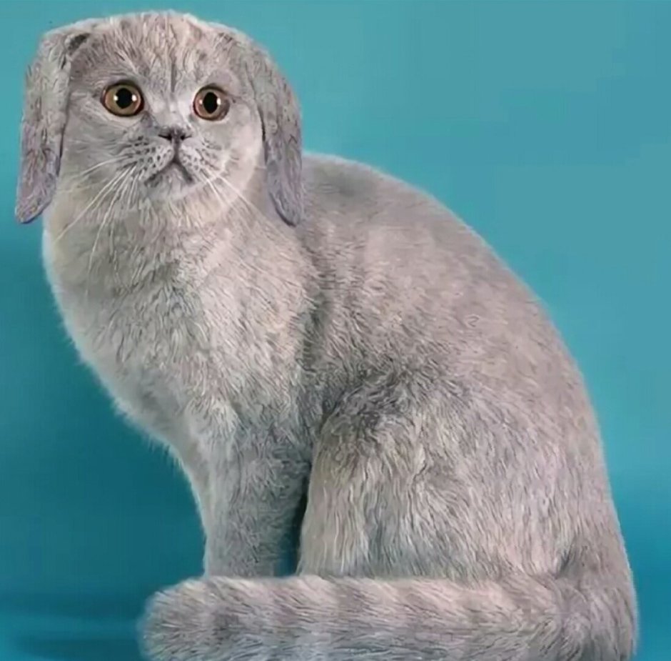 Смешной кот