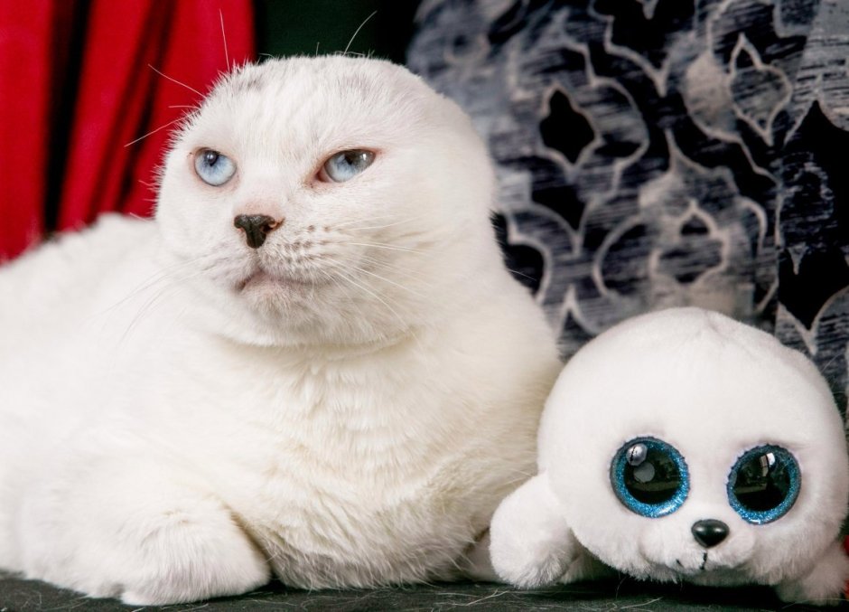 Белый безухий кот
