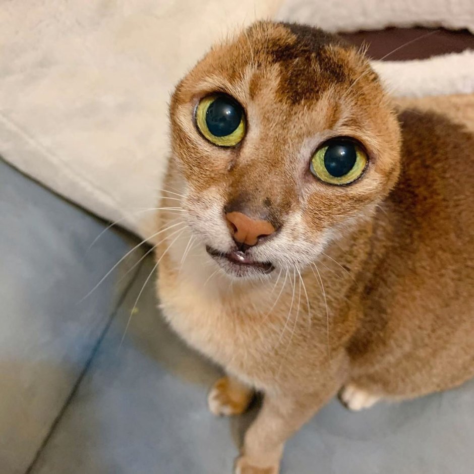 Безухий кот
