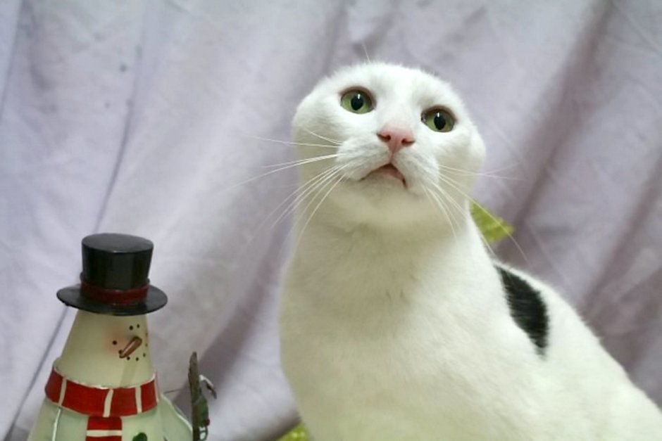 Кот в шапке