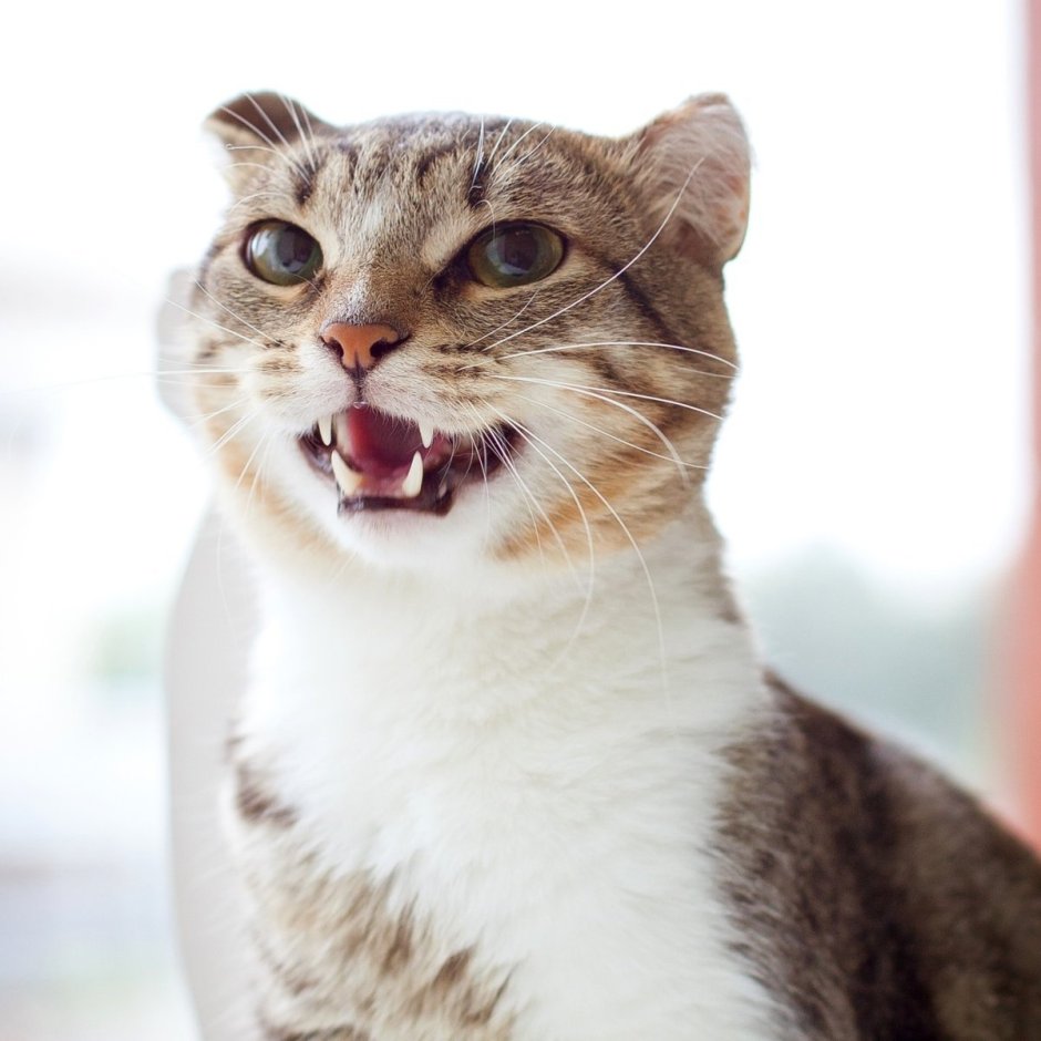 Котята Эстетика