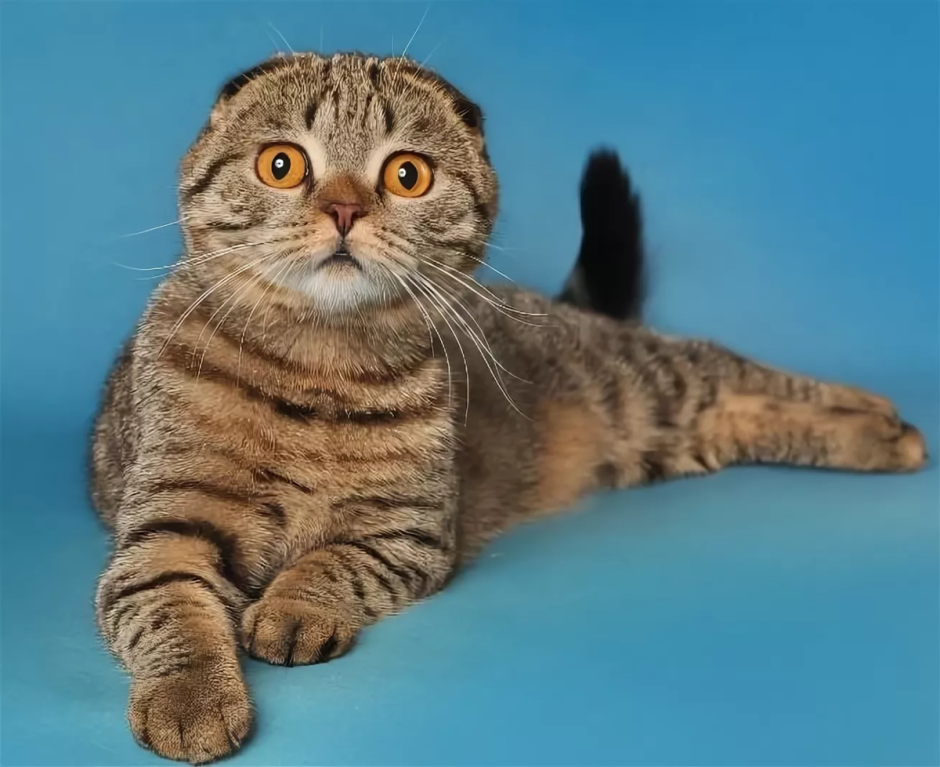 Милые котики в шапочках