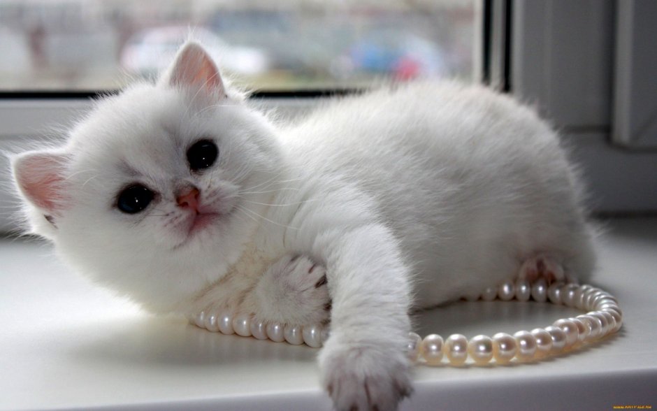 Ангорская шиншилла кошка
