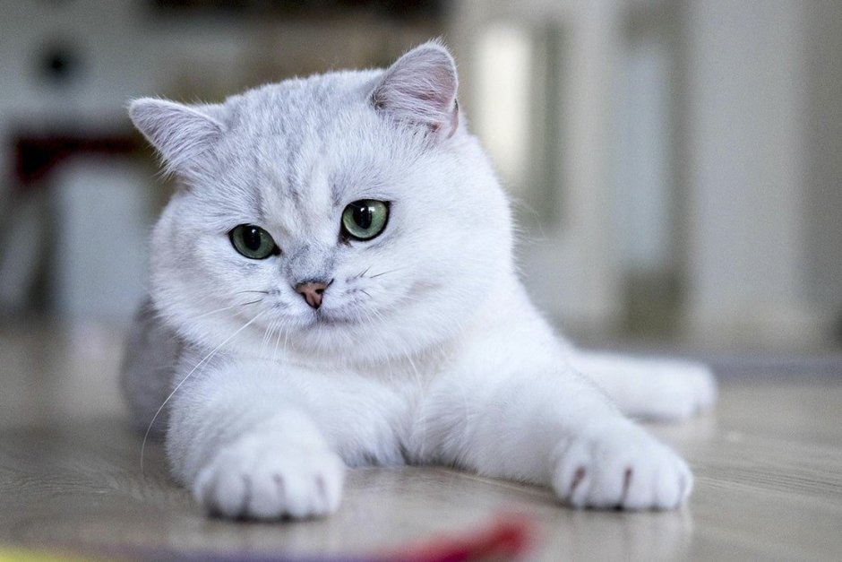 Белая шиншилла кошка