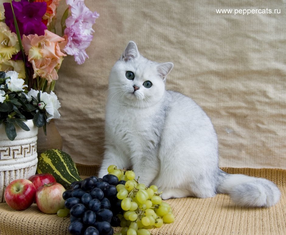 Кошка шиншилла весной