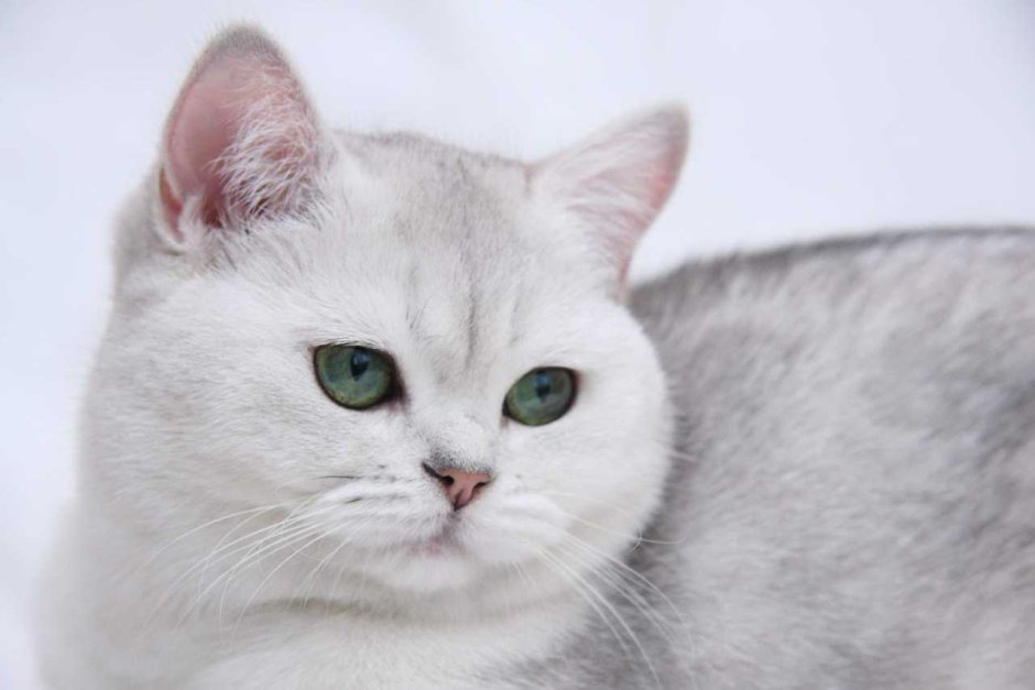Британская шиншилла белая