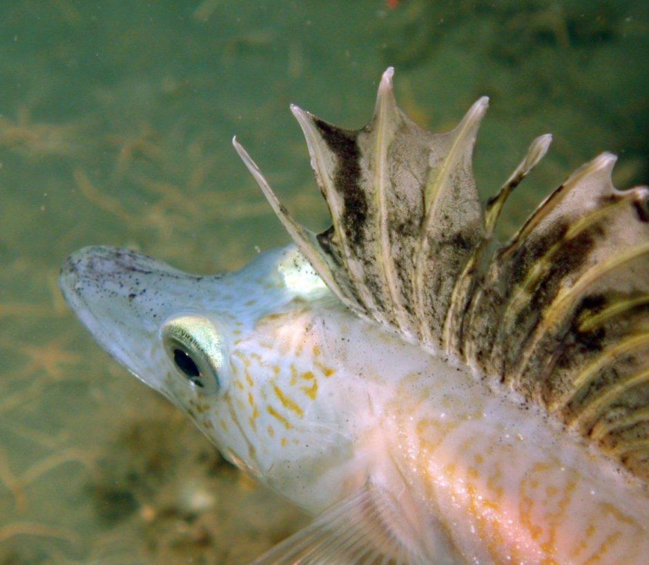 Champsocephalus фауна Южного океана