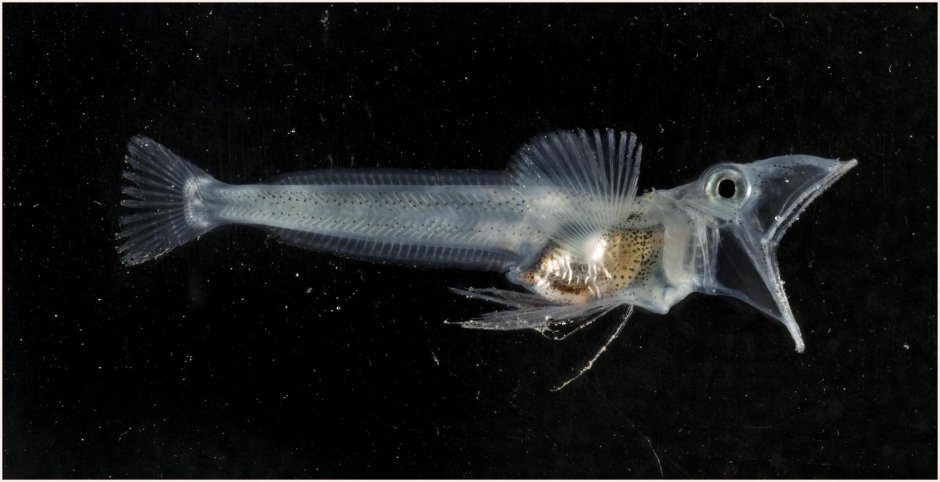 Chaenocephalus aceratus