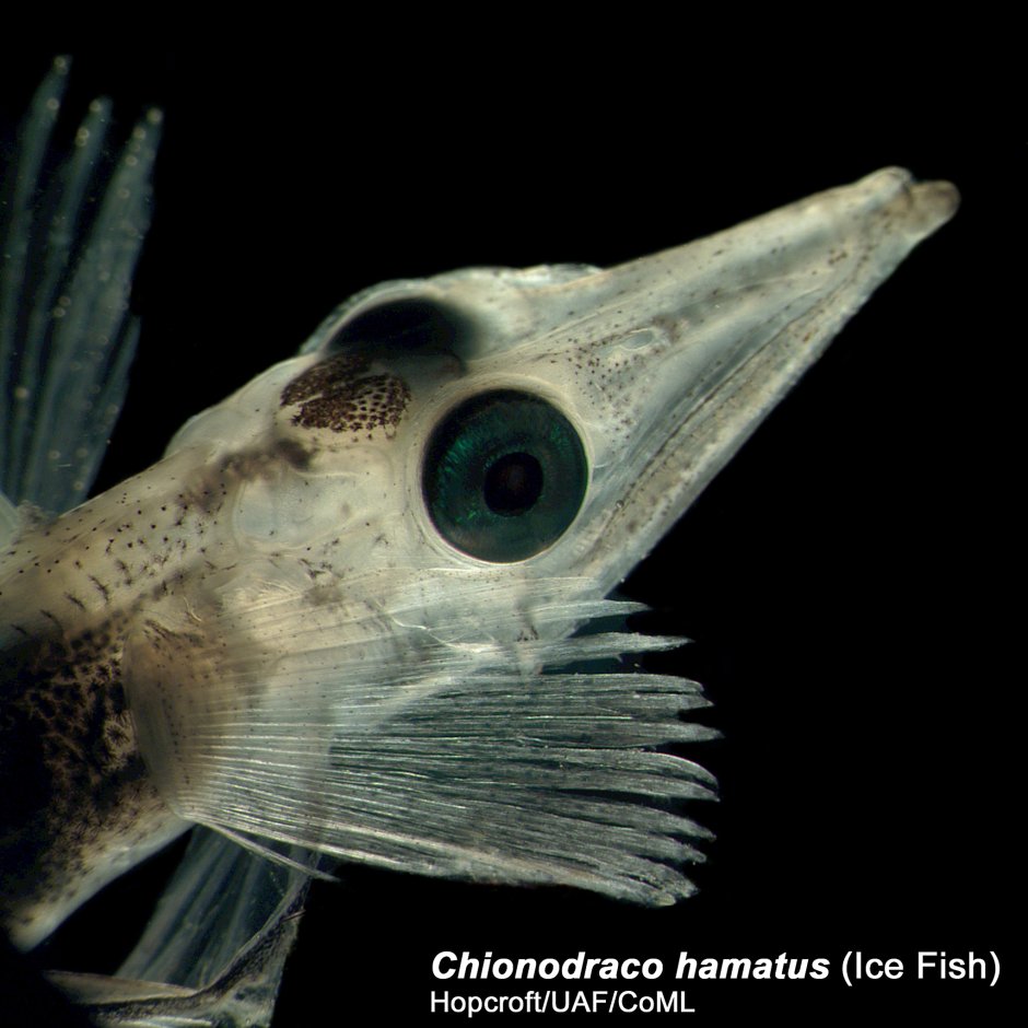 Chaenocephalus aceratus