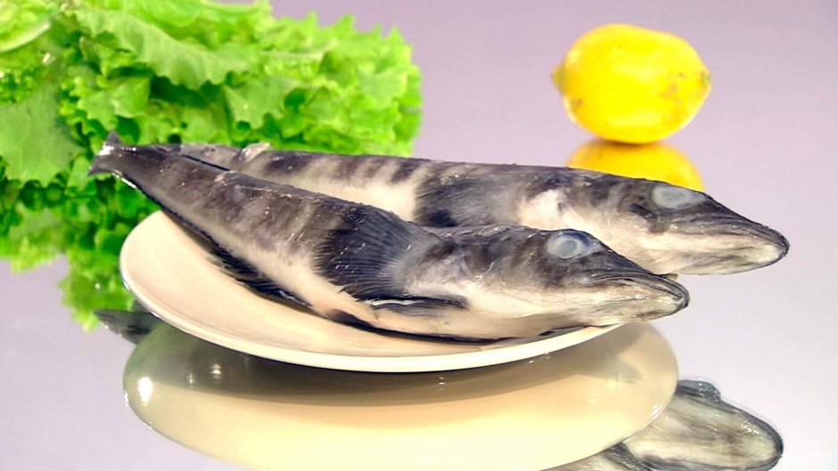 Клыкач рыба