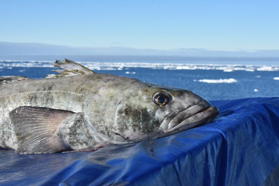 Cymbacephalus beauforti