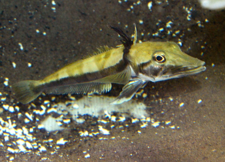 Sunda Gharial Tomistoma schlegelii