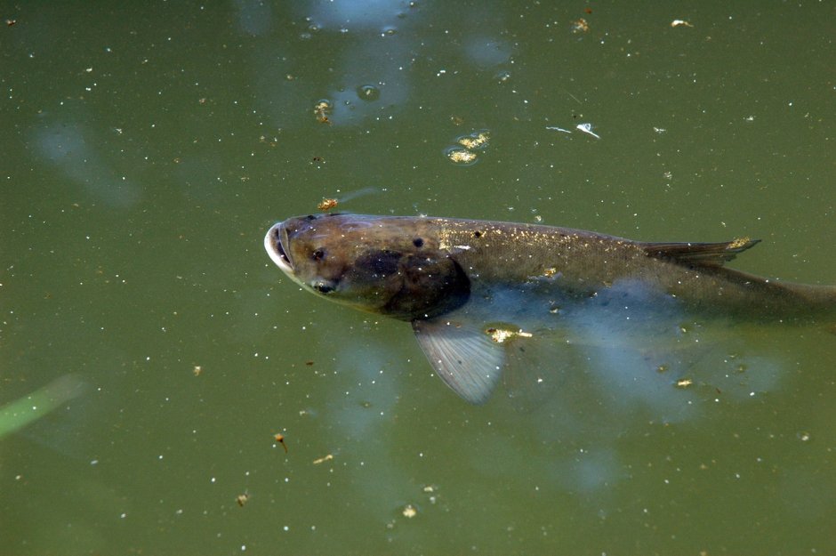 Рыба выпрыгивает из воды