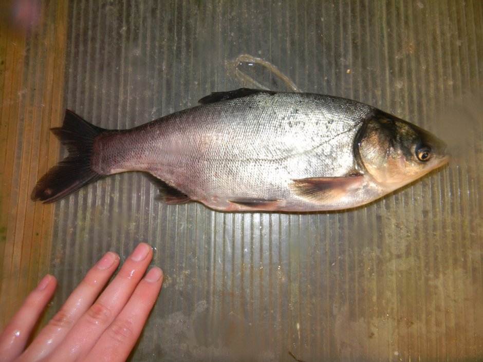 Hypophthalmichthys molitrix