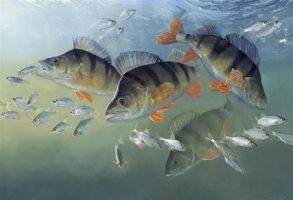 Рыба выскакивает из воды