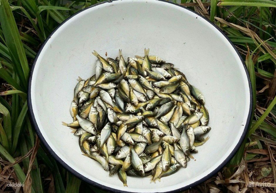 Рыба выпрыгивает из воды