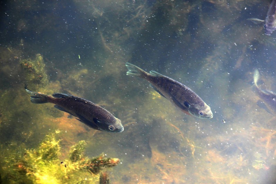Пёстрый толстолобик Aristichthys Nobilis