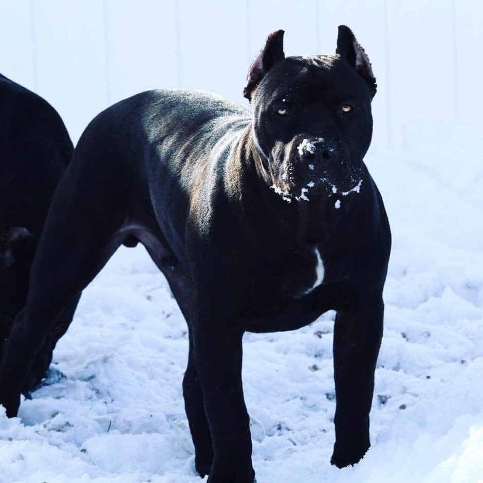 Американский стаффордширский терьер черный