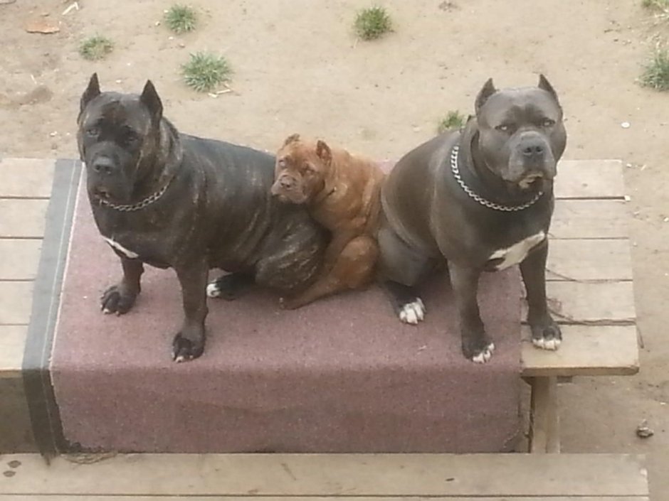 Кане корсо и стаффордширский терьер