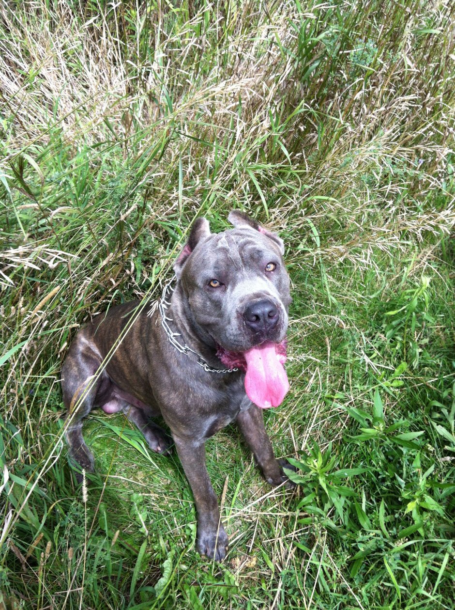 Стаффорд и Кане Корсо смесь