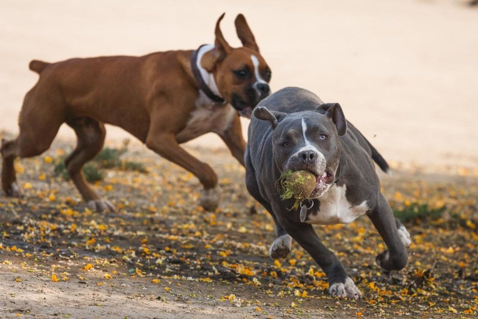 Кане Корсо и стаффордширский бультерьер