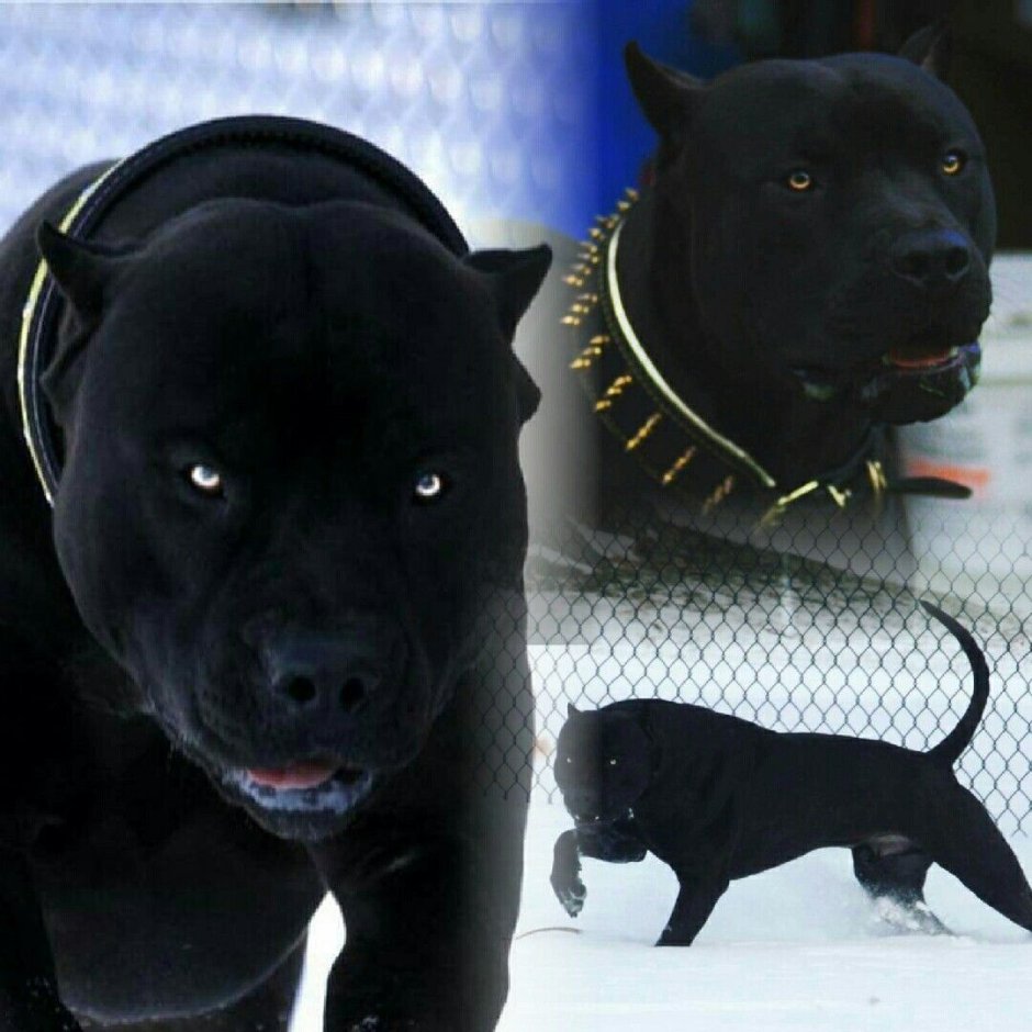 Питбуль черный бриллиант