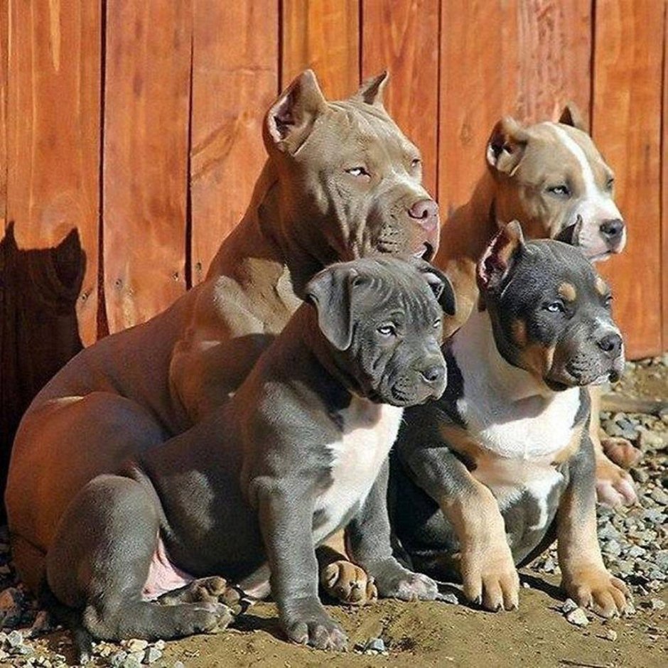 Питбуль амстафф бультерьер