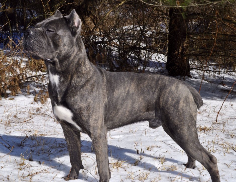 Метис Кане Корсо