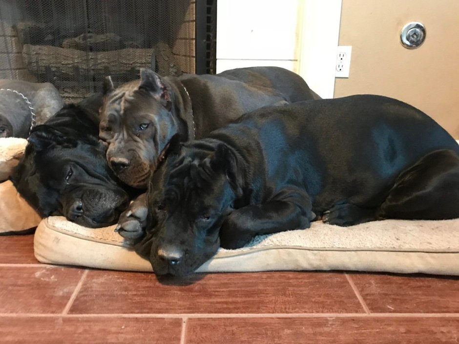 Ротвейлер против Кане Корсо