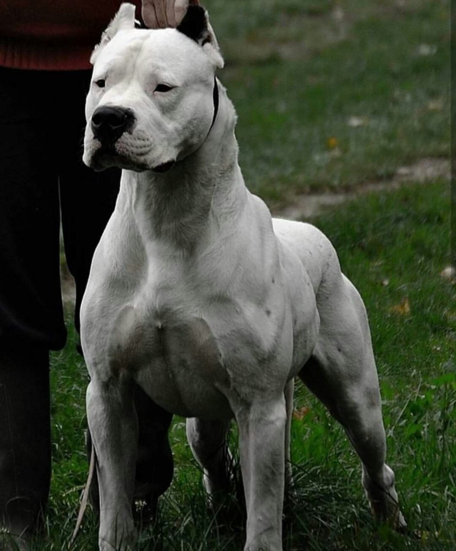 Аргентинский питбуль