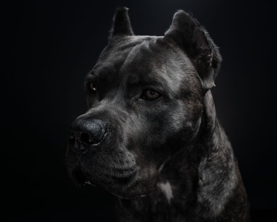 Канарский дог и Доберман