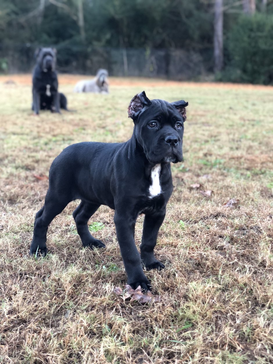 Кане Корсо пантера