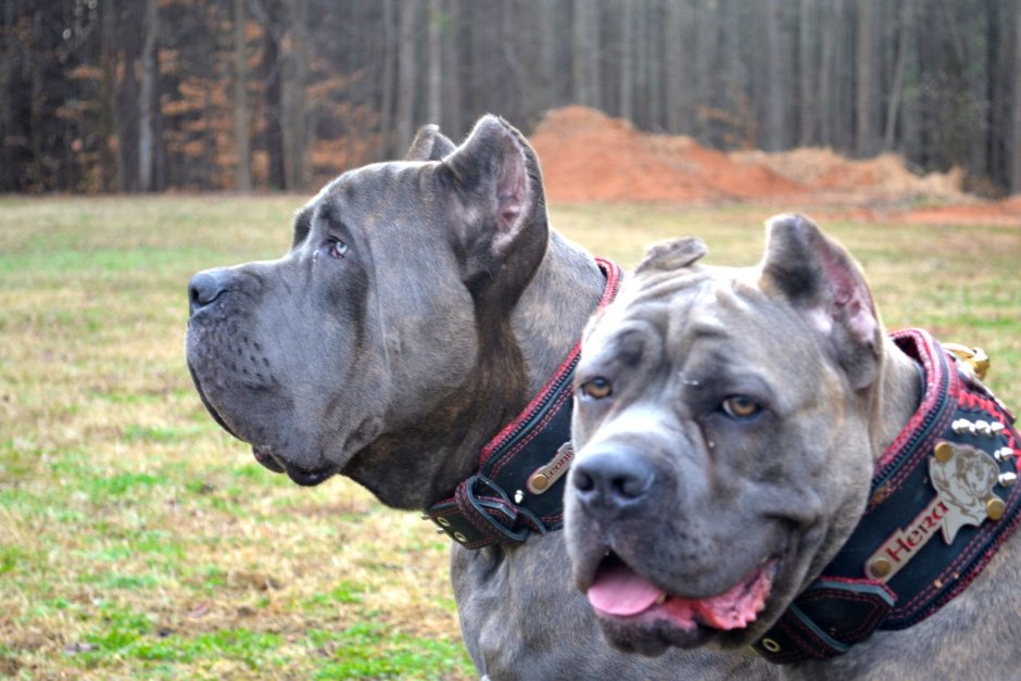 Стаффордширский питбуль мастиф