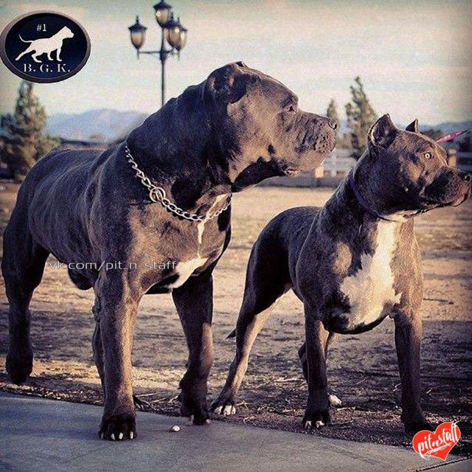 Кане Корсо и питбуль