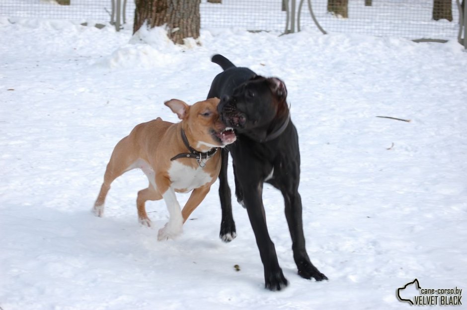 Кане Корсо и бультерьер