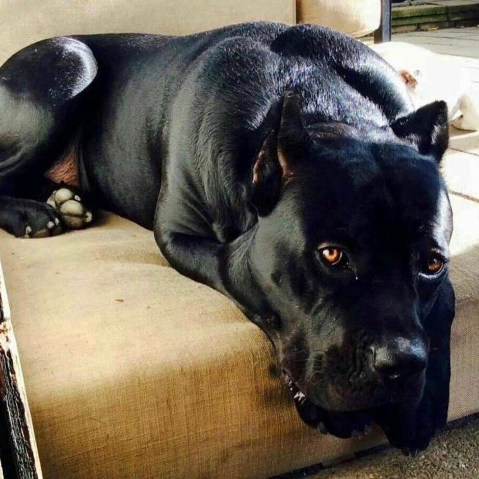 Кане Корсо и стаффордширский терьер