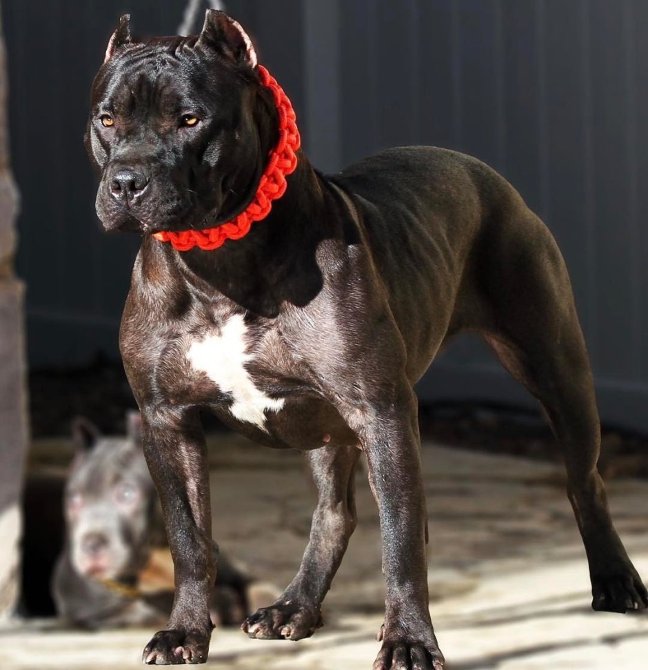 Порода кубинский питбуль